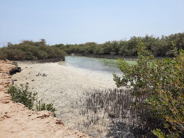 Nabq Nationalpark Ägypten. Mangroven in der Wüste.