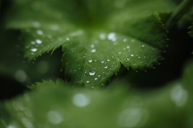 Nach dem Regen fallen Wassertropfen auf grüne Blätter im Gartenmusterhintergrund, funkelnde Tröpfchen auf der Oberfläche, Blattfarbe, dunkel, flach, natürlicher Hintergrund für Eingabetext