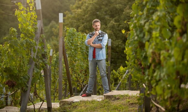 Nachdenkender hübscher Winzer. Winzer im Weingut. Bauer Winzer. männlicher Weinbergbesitzer. professioneller Winzer auf Traubenfarm. Mann-Erntemaschine auf Sommerernte.