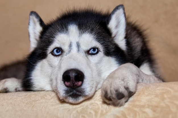 Nachdenklicher Husky-Hund liegt auf der Couch. Trauriger Hund mit blauer Augennahaufnahme.