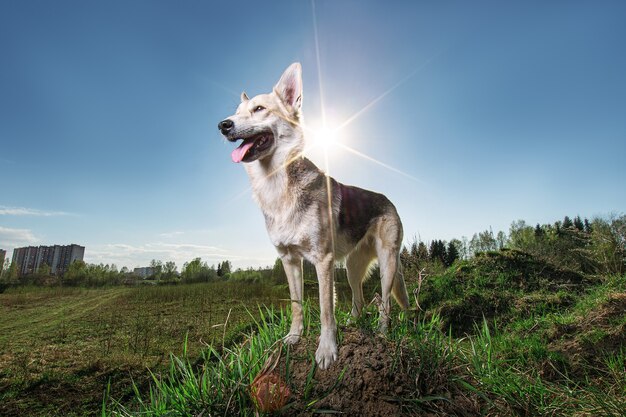 Nachdenklicher Schäferhund gegen strahlend blauen Himmel und Sonnenstrahlen auf der Wiese