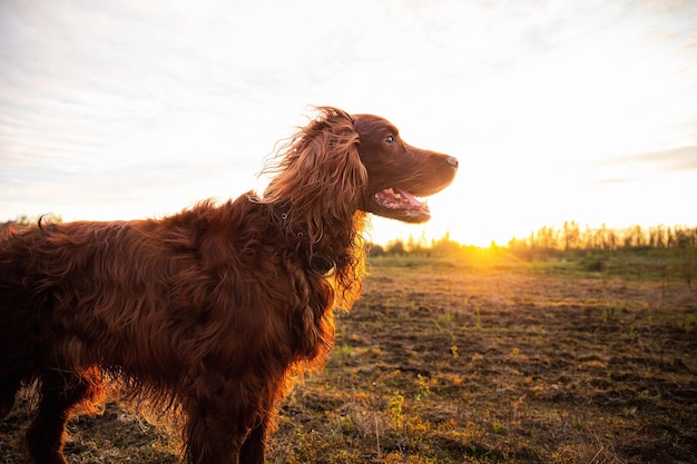 Nachdenklicher vorsichtiger Irish Setter Hund auf der Wiese während des Sonnenuntergangs