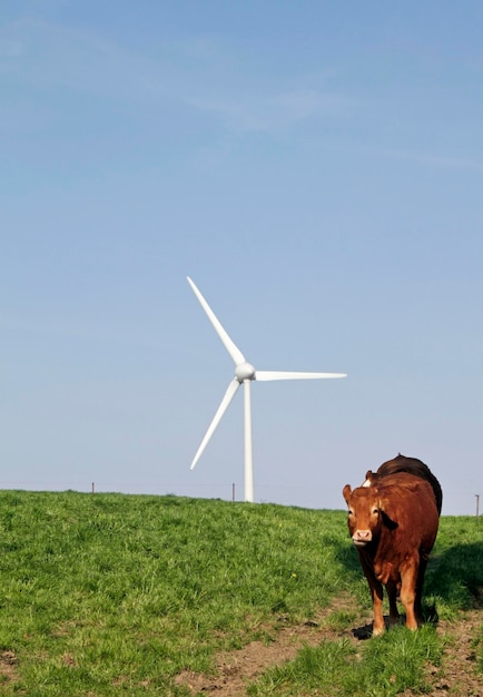 Foto nachhaltige landwirtschaft - kuh auf einem feld und windkraftanlage