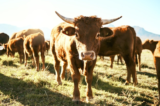 Nachhaltigkeit Kuh und Herde für Herde zu Fuß auf der Wiese Ruhe und Entspannung für Fleisch Milch und Bio-Produkte Vieh und Vieh auf der landwirtschaftlichen Weide für Milchviehbetrieb und Produktion