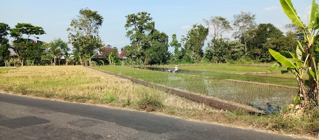 Nachmittagsansicht der Dio-Reisfelder aus der Nähe