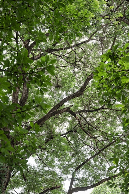 Nachschlagen mit grünen Blättern auf Zweigen im tropischen Regenwald