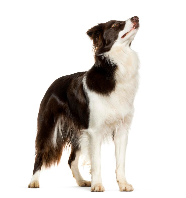 Foto nachschlagen von border collie stehend vor weißem hintergrund