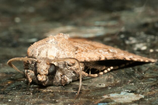 Nacht Insekt Brown Moth Close Up Bild