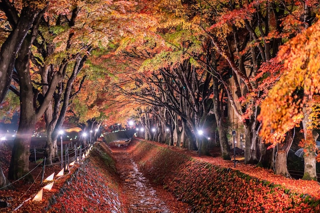 Nachtdarstellung der bunten Bäume im Herbst bei Fujikawaguchiko neben dem Kawaguchi-See in Japan