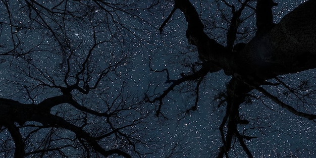 Nachthimmel im Wald mit Sternen am Himmel