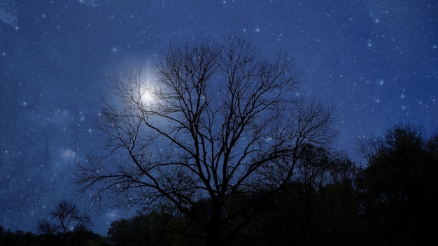 Nachthimmel im Wald mit Sternen und Mond