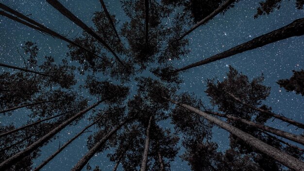 Nachthimmel im Wald mit Sternen und Mond