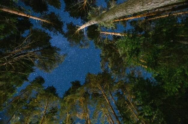 Nachthimmel in einem Kiefernwald.