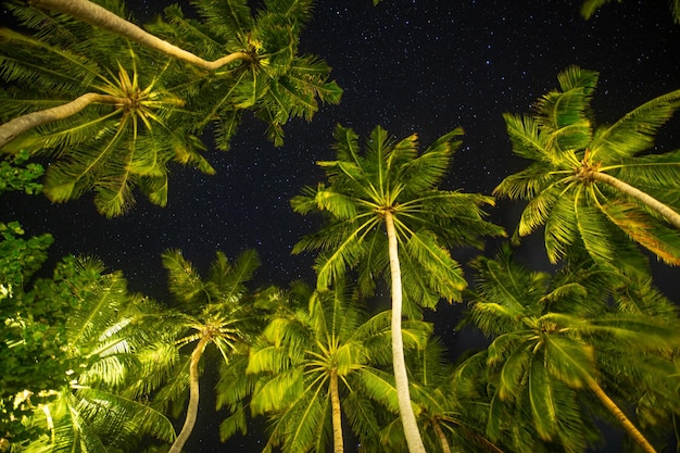 Nachthimmel mit Palmen. Abstraktes tropisches Naturmuster