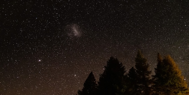 Nachthimmel voller Sterne mit Bäumen im Vordergrund geschossen am Lake Tekapo Neuseeland
