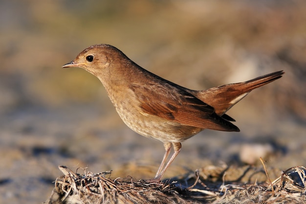 Nachtigall (Luscinia luscinia) im natürlichen Lebensraum