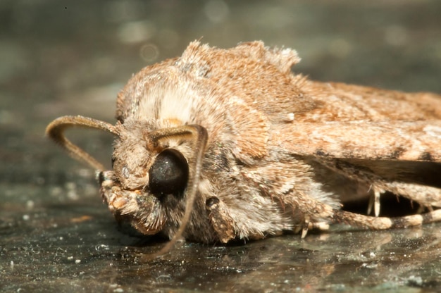 Nachtinsekt Brown Moth