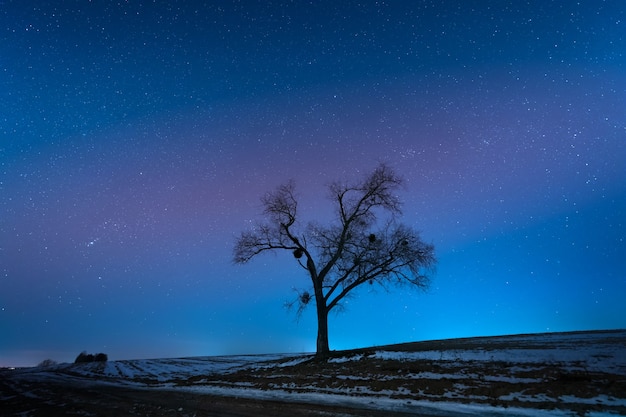 Nachtlandschaft, einsamer großer Baum auf einem Hintergrund des Sternenhimmels.