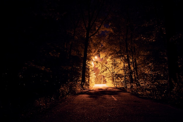 Nachtstraße auf dunklem Wald. Straßenlaternen i