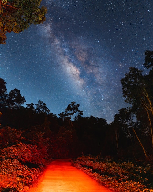 Nachtszene Milchstraße HintergrundBäume gegen Himmel bei Nacht