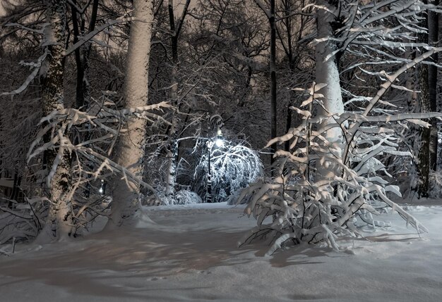 Nachtwinterpark in Lemberg, Ukraine