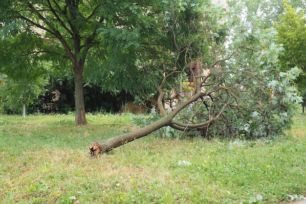 Nachwirkungen des Hurrikans 19. Juli 2023 Sremska Mitrovica Serbien Gebrochene Bäume auf den Straßen Unordnung gebrochene Zweige gebogene Stämme Chips und Müll Ausnahmezustand nach einem katastrophalen Sturm
