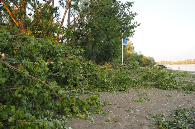 Nachwirkungen des Hurrikans 19. Juli 2023 Strand Sremska Mitrovica Serbien Gebrochene Bäume auf den Straßen Unordnung gebrochene Zweige gebogenen Stamm Chips und Müll Ausnahmezustand nach einem katastrophalen Sturm