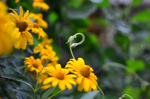 Nacimiento bonita flor amarilla