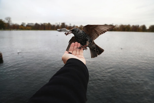 Nació el pájaro negro.