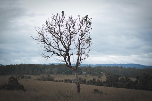 Nacker Baum auf dem Feld gegen den Himmel