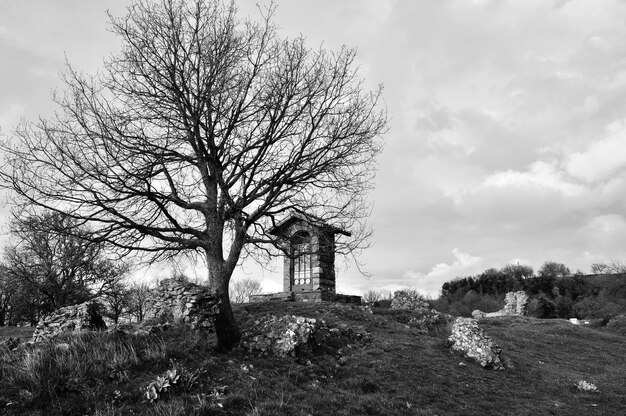 Foto nacker baum auf dem feld gegen den himmel