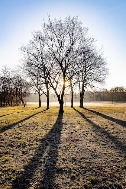 Nacker Baum auf dem Feld gegen den Himmel