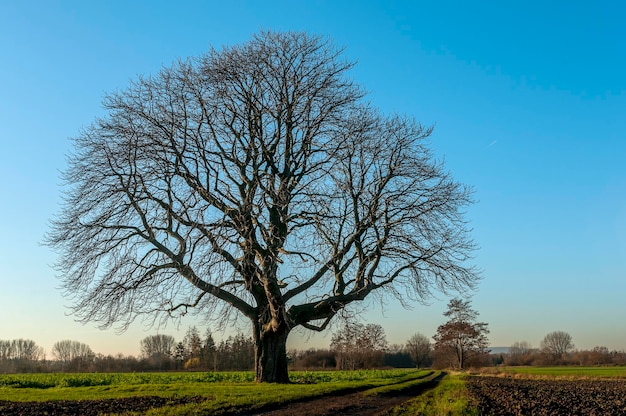 Nacker Baum auf dem Feld vor klarem Himmel
