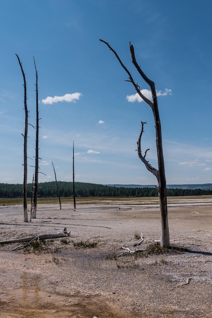 Foto nacker baum in der landschaft gegen den himmel