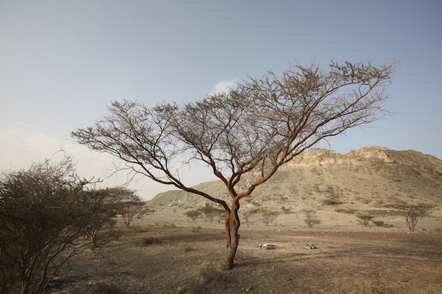 Foto nacker baum in der landschaft gegen den himmel