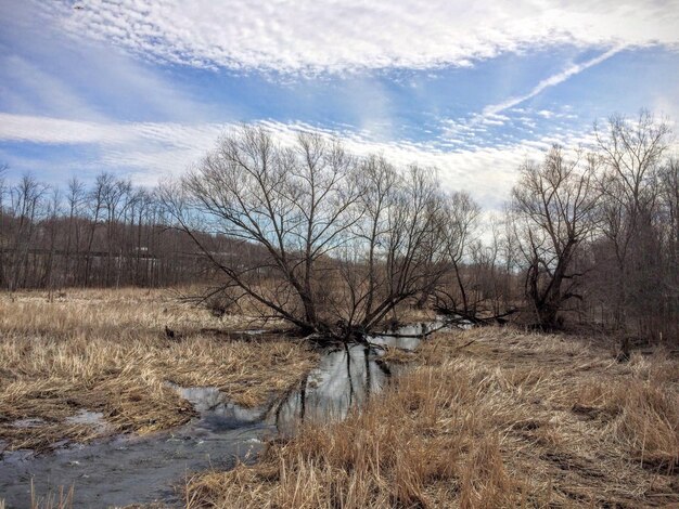 Foto nackte bäume am fluss gegen den himmel im winter