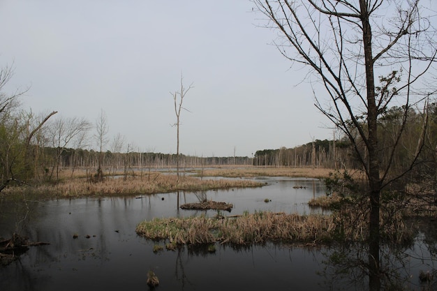 Nackte Bäume am Fluss vor klarem Himmel