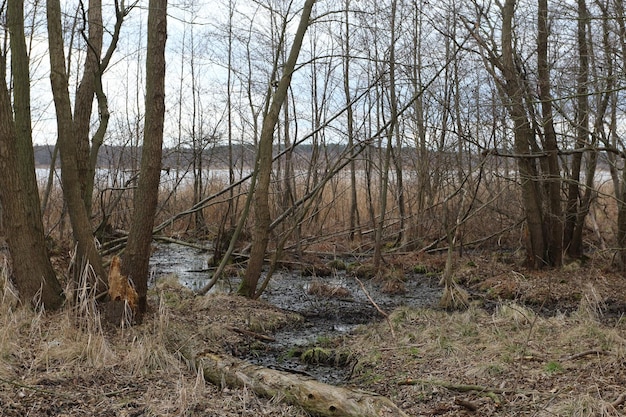 Nackte Bäume am Flussufer