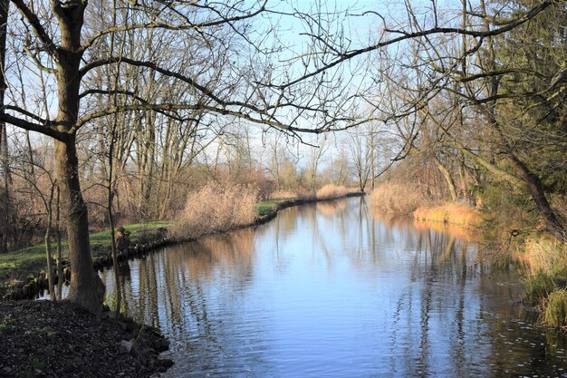 Foto nackte bäume am see im wald