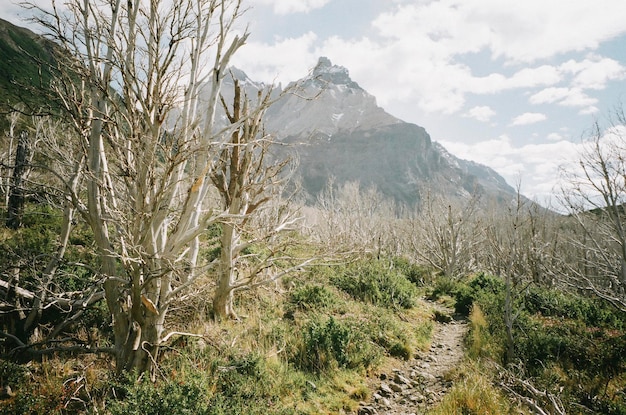 Nackte Bäume auf dem Feld gegen Berge