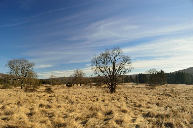 Nackte Bäume auf dem Feld gegen den Himmel