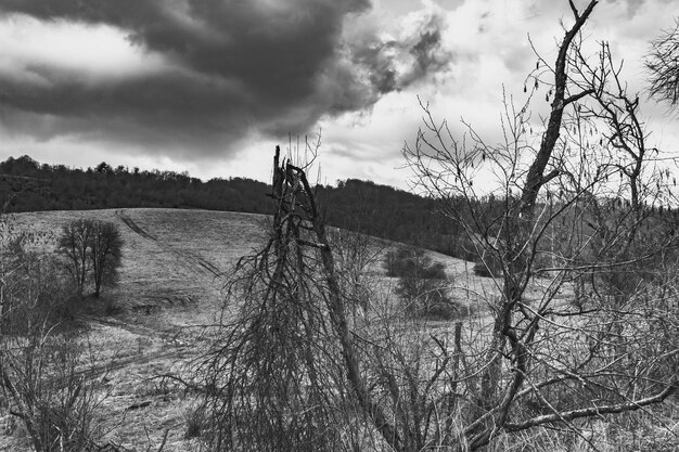 Nackte Bäume auf dem Feld gegen den Himmel