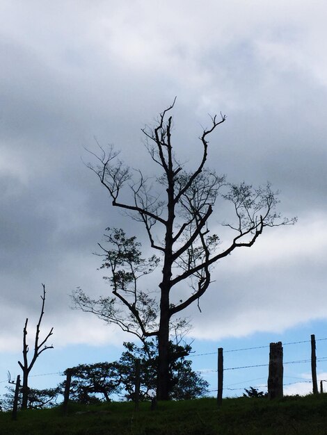 Foto nackte bäume auf dem feld gegen einen bewölkten himmel