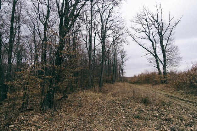 Foto nackte bäume auf dem feld im wald gegen den himmel