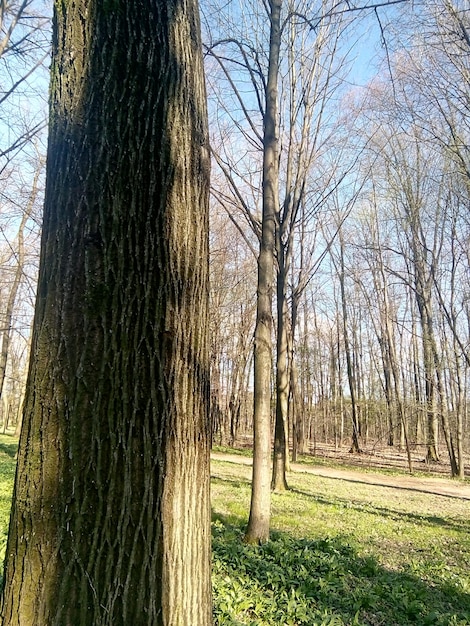 Nackte Bäume auf dem Feld im Wald