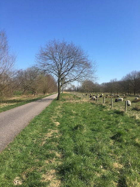 Foto nackte bäume auf dem feld vor klarem himmel