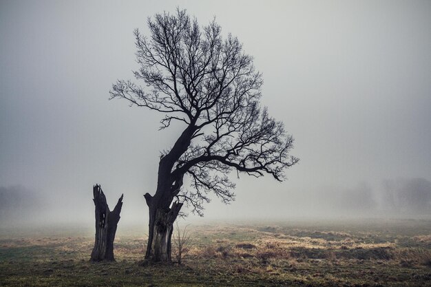 Foto nackte bäume auf dem feld