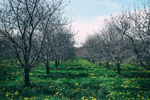 Nackte Bäume auf einem grasbewachsenen Feld gegen den Himmel