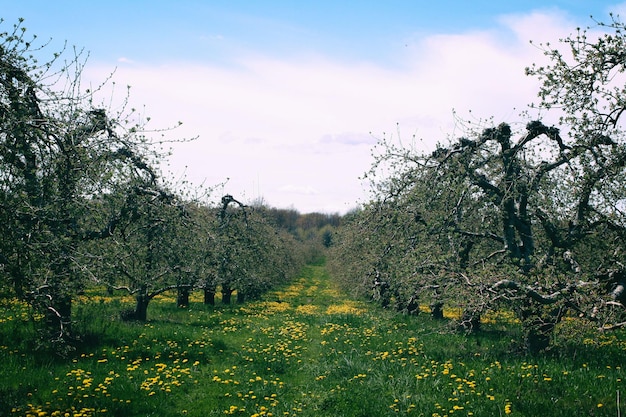Nackte Bäume auf einem grasbewachsenen Feld gegen den Himmel