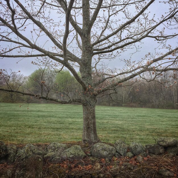 Foto nackte bäume auf einem grasbewachsenen feld